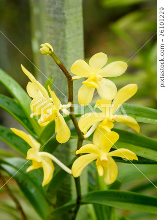 Aranda Iskandar orchids flower 26101229