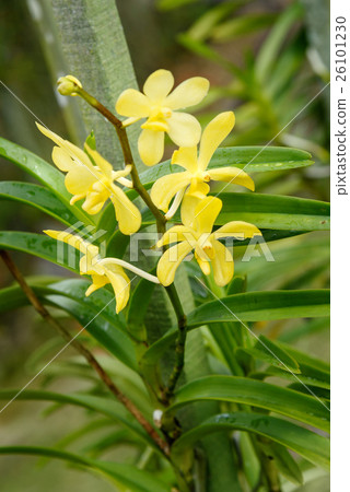 Aranda Iskandar orchids flower Aranda Iskandar orchids flower 26101230