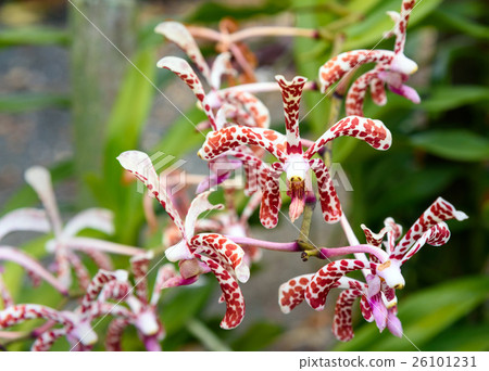 Aranda Tiger White orchids flower 26101231