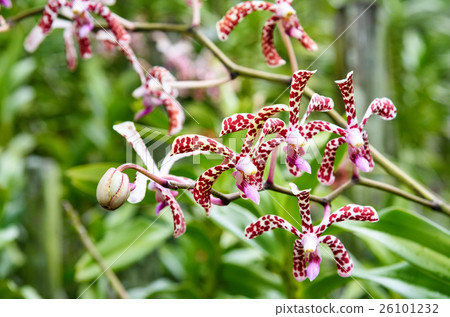 Aranda Tiger White orchids flower Aranda Tiger White orchids flower 26101232