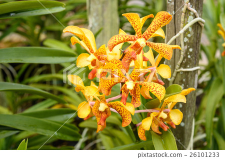 Aranda Panni orchids Aranda Panni orchids 26101233