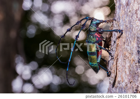 Longhorn beetle (Diastocera wallichi), Beetle Longhorn beetle (Diastocera wallichi), Beetle 26101706
