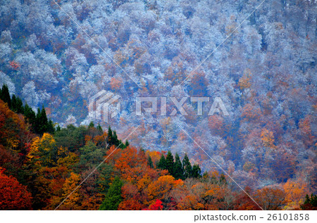 Takara秋葉 Takara秋葉 26101858