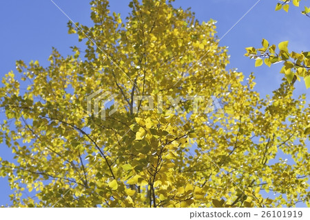Poplar in autumn 26101919