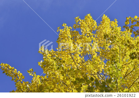 Poplar in autumn 26101922