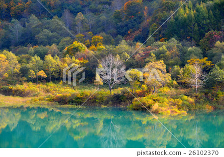 Autumn leaves of Lake Sen 26102370