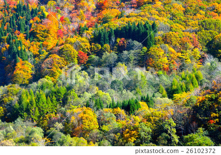 Autumn leaves of Lake Sen Autumn leaves of Lake Sen 26102372