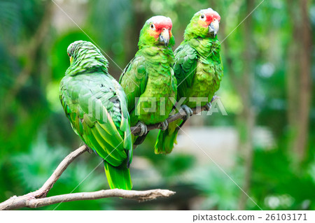 parrot bird sitting on the perch 26103171