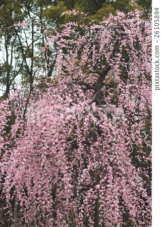 Osaka Castle Park weeping plum Osaka Castle Park weeping plum 26105894