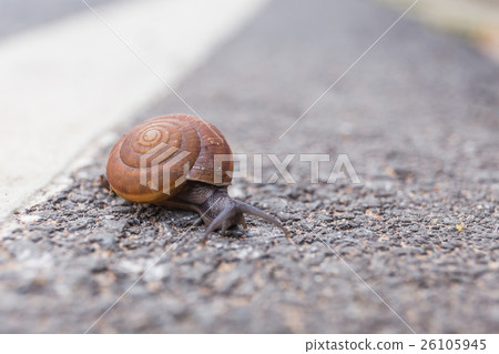 Macro close-up of snail on the road is moving slow Macro close-up of snail on the road is moving slow 26105945