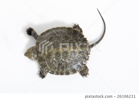 Turtle 26106231