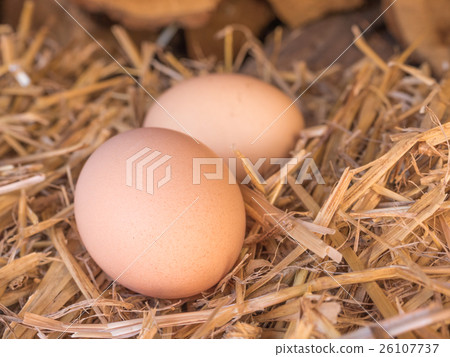 Close-up brown chicken eggs on a bed of straw 26107737