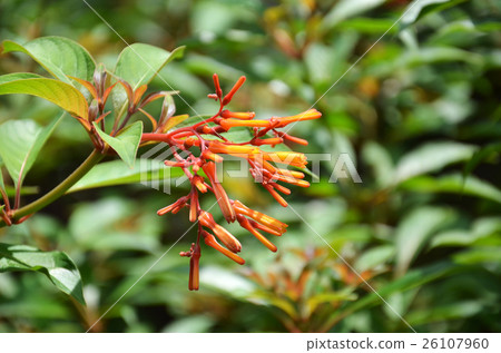 Hummingbird Bush flower Hummingbird Bush flower 26107960