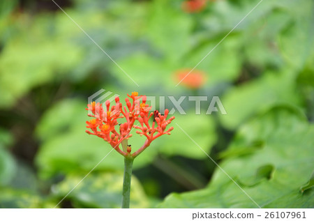 Beautiful local Thai herbs, Jatropha podagrica Beautiful local Thai herbs, Jatropha podagrica 26107961