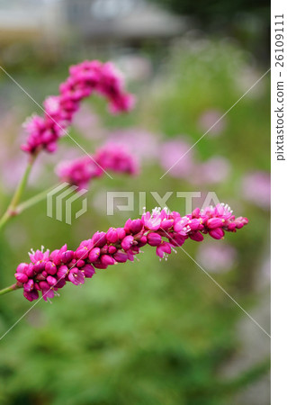 Bright red color is beautiful Oketade 26109111