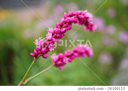 Bright red color is beautiful Oketade 26109113