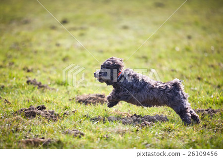 Havanese dog running and jumping Havanese dog running and jumping 26109456