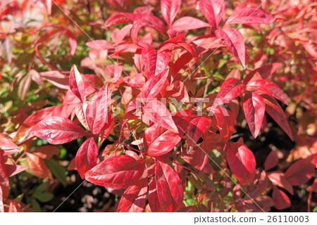 Autumn Leaves 'Otaku Nanten' Okado Park: Hirakata, Osaka Autumn Leaves 'Otaku Nanten' Okado Park: Hirakata, Osaka 26110003