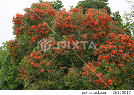 Eucalyptus Flower Gum 26110017