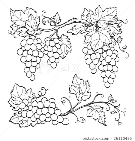 Grape branches 26110486