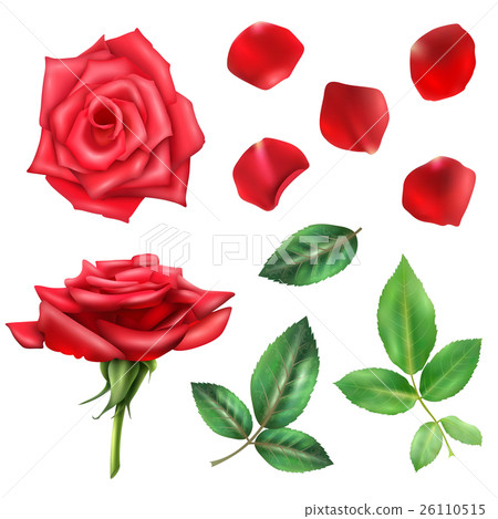 Rose Flower And Petals Set Rose Flower And Petals Set 26110515