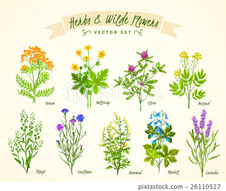 Herbs And Wild Flowers Background Set 26110527