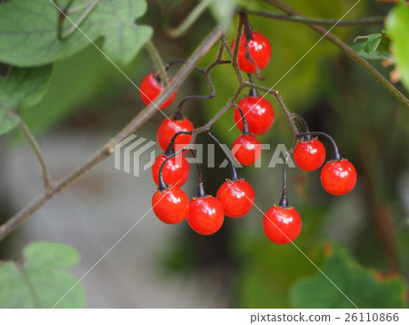 鵯漏斗 鵯漏斗 26110866