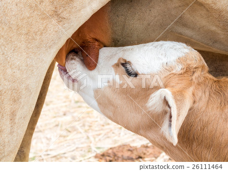 Closeup Calf suckling milk from mom 26111464
