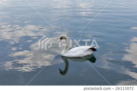 White swan floating on Lake Bled 26113072