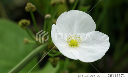Burhead or Texas mud baby, Beautiful white flower Burhead or Texas mud baby, Beautiful white flower 26113371