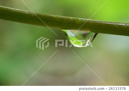 Water drop on tree branch, After the rain, Natural Water drop on tree branch, After the rain, Natural 26113376