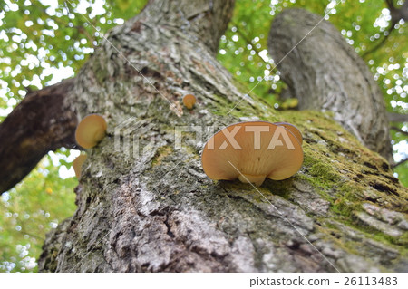 Mukitake set on a cherry tree 26113483
