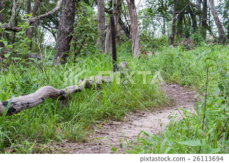Small nature trail with wooden rail. Small nature trail with wooden rail. 26113694