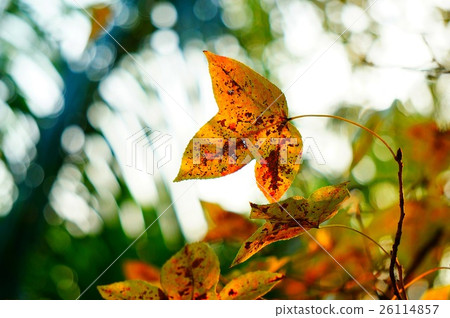 楓葉 26114857