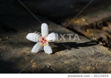 桐花之美 26114859