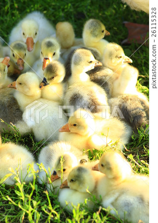 brood of goslings on the grass 26115328