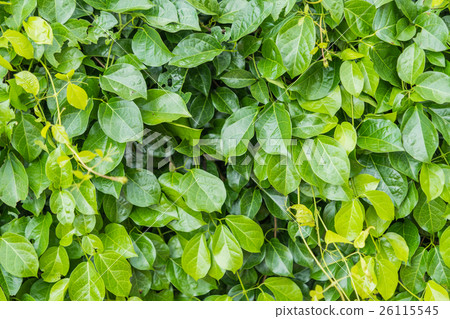 Green leaves wall background 26115545