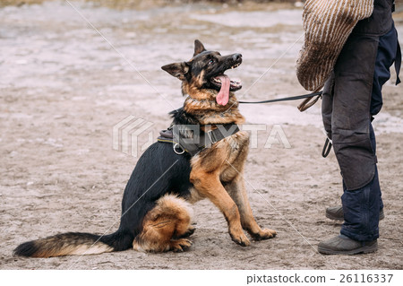 German Shepherd Dog training. Biting dog. German Shepherd Dog training. Biting dog. 26116337