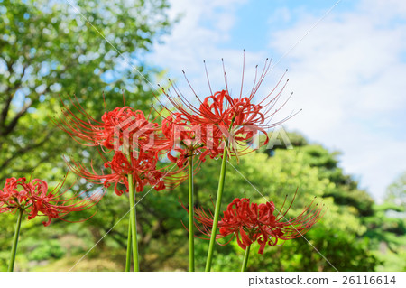 老Shiba Rikyu皇宮花園Manzsharage 老Shiba Rikyu皇宮花園Manzsharage 26116614