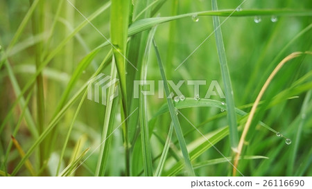 dew drops on green grass in the morning 26116690