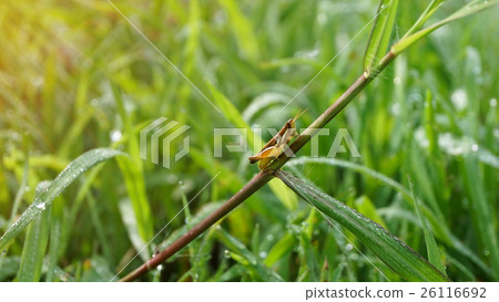 Small grasshopper on grass leaf Small grasshopper on grass leaf 26116692