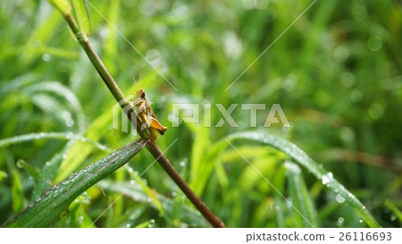 Small grasshopper on grass leaf in the morning Small grasshopper on grass leaf in the morning 26116693