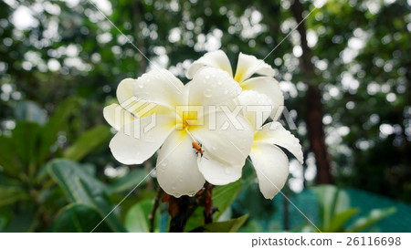 White plumeria, Frangipani tropical flowers 26116698