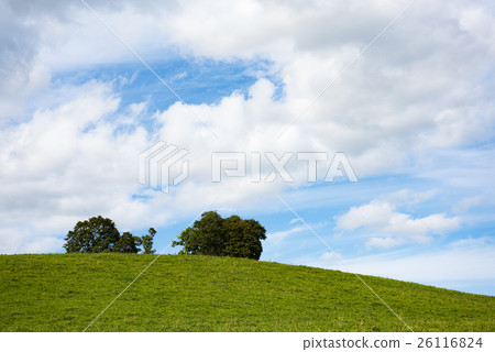 Prairie and tree background Prairie and tree background 26116824