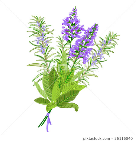 Sage and rosemary flowers. 26116840