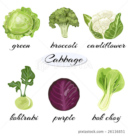 Various types of cabbage. Various types of cabbage. 26116851