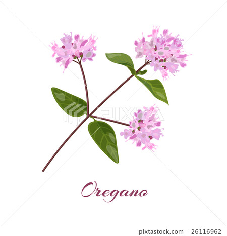 Blossoming oregano flowers 26116962