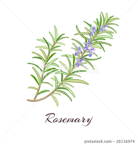 rosemary rosemary 26116974