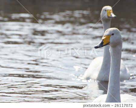 Whooper swan pair swimming towards us Whooper swan pair swimming towards us 26117072