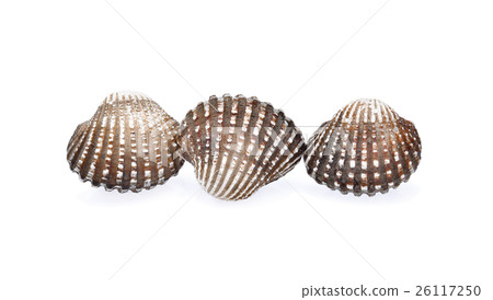 cockles seafood on white background 26117250